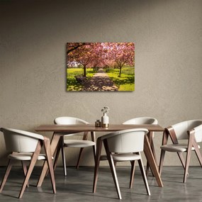 Obraz - sad čerešní (70x50 cm)