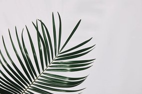 Samolepiaca fototapeta nádherný palmový list - 300x200