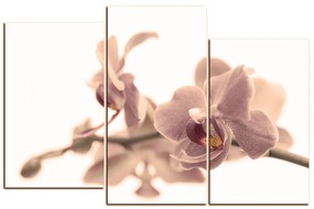 Obraz na plátne - Orchidea kvet izolovaná na bielom pozadí 1222FD (150x100 cm)