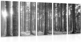 5-dielny obraz ráno v lese v čiernobielom prevedení - 200x100