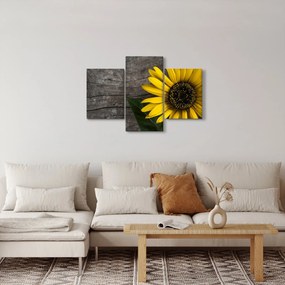 Obraz - Kvet slnečnice (90x60 cm)