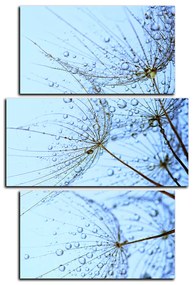 Obraz na plátne - Pampeliškové semienka s kvapkami vody - obdĺžnik 7202C (120x80 cm)
