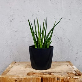 Prosperplast plastový kvetináč Milly round antracit Ø 14 cm