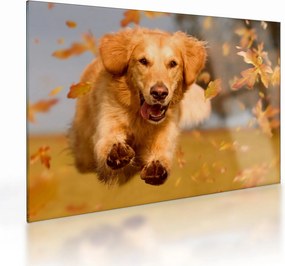 Sklenený obraz - Zlatý retriever (70x50 cm)