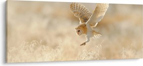 Obraz - Sova pálená (120x50 cm)