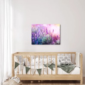 Obraz - Levanduľa vo trblietania slnka (70x50 cm)