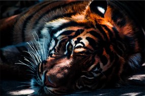 Obraz ležiaceho tigra (90x60 cm)
