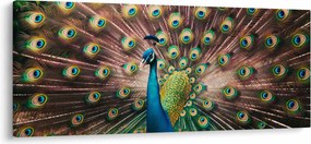 Obraz - Páv (120x50 cm)