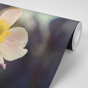 Samolepiaca fototapeta jemnosť kvetu - 150x100