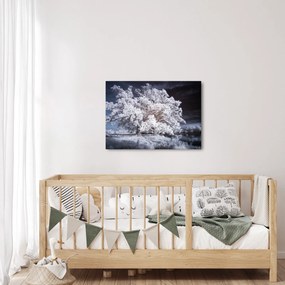 Obraz - Snehobiely strom (70x50 cm)