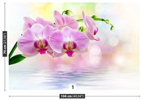 Fototapeta Vliesová Orchidea ruže 312x219 cm