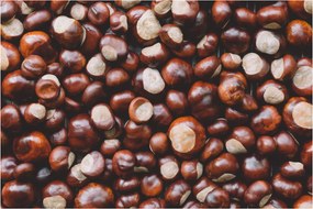 Obraz - Zrelé gaštany (90x60 cm)