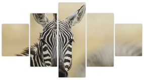 Zebra - obraz