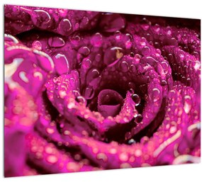 Obraz ružového kvetu ruže (70x50 cm)