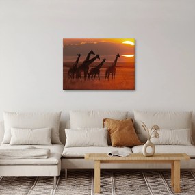 Obraz - Žirafy v africkej savane (70x50 cm)