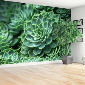 Fototapeta Vliesová Zelený kaktus 152x104 cm