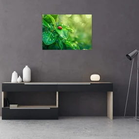 Obraz - Lienka (70x50 cm)