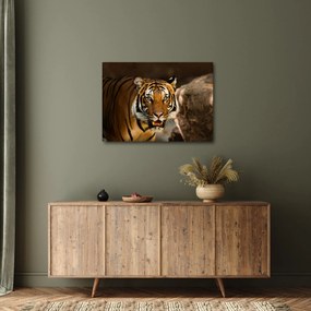Obraz tigra (70x50 cm)