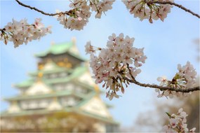 Obraz - Sakura (90x60 cm)