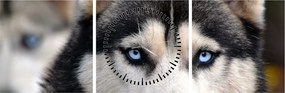 Obraz psa husky (s hodinami) (90x30 cm)