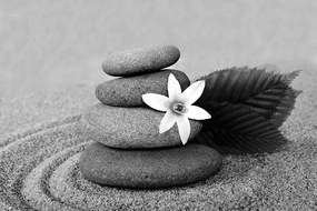 Fototapeta kvet so zen kameňmi v čiernobielom prevedení
