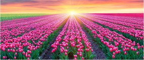 Obraz poľa tulipánov so slnkom (120x50 cm)