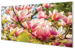 Obraz plexi Ružová magnólia 100x50 cm