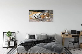 Sklenený obraz ležiace tiger 140x70 cm