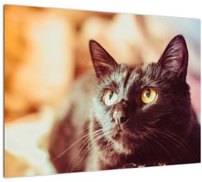 Obraz čiernej mačky (70x50 cm)