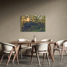 Obraz - Vinice (90x60 cm)