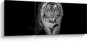 Obraz - Tiger s modrými očami (s hodinami) (90x30 cm)