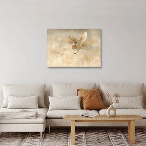 Obraz - Sova (70x50 cm)