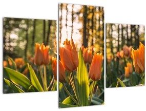 Obraz - oranžové tulipány (90x60 cm)