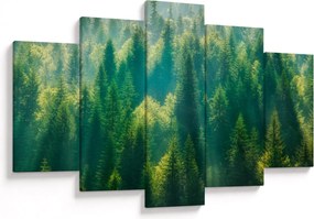 Obraz - Borovicový les (150x105 cm)