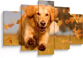 Obraz - Zlatý retriever (150x105 cm)