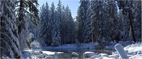 Obraz zasneženého lesa (120x50 cm)