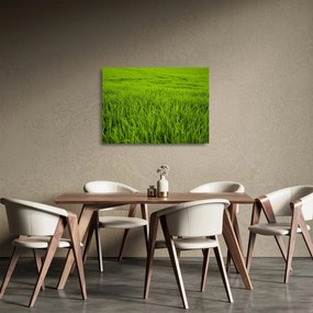 Sklenený obraz trávy (70x50 cm)