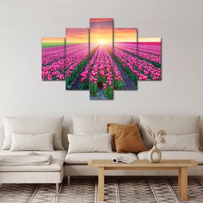 Obraz poľa tulipánov so slnkom (150x105 cm)