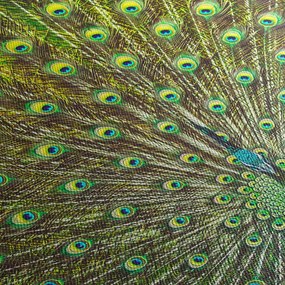 Obraz - Páv (90x60 cm)