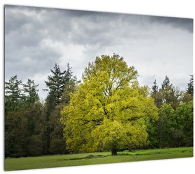 Obraz zeleného stromu uprostred poľa (70x50 cm)