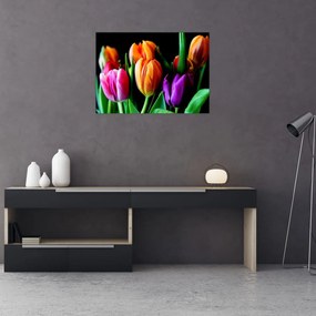 Obraz tulipánov na čiernom pozadí (70x50 cm)