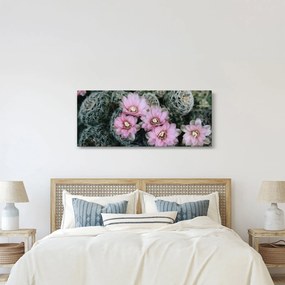 Obraz kvet kaktusu (120x50 cm)