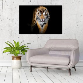 Obraz - Tiger (90x60 cm)