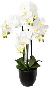 Gasper Orchidea x4, 69 cm biela v živicovom kvetináči 15,