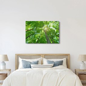 Obraz - Les (90x60 cm)