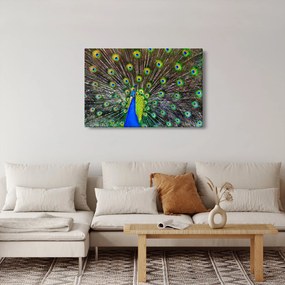 Obraz - Páv (90x60 cm)