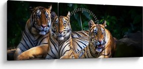 Obraz - Tigrii bratia (s hodinami) (90x30 cm)