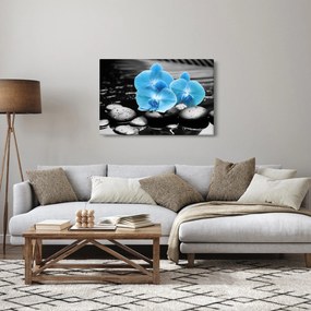 Obraz - Modrá orchidea (90x60 cm)