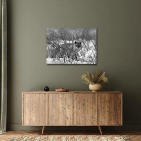 Obraz - Líška v zime (70x50 cm)