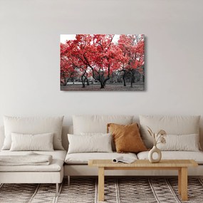 Obraz - Červené stromy, Central Park, New York (90x60 cm)